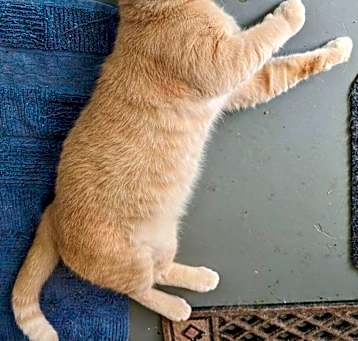 Photo of Arlo