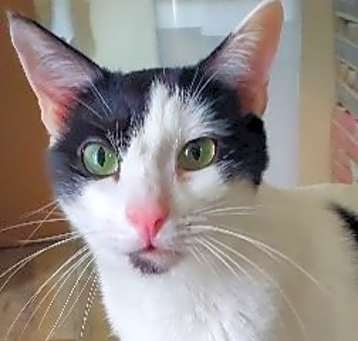 Photo of Romeo