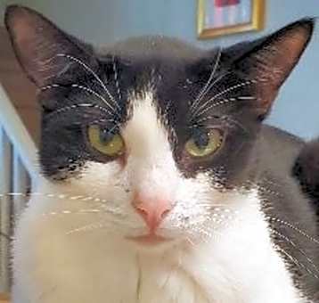 Photo of Oreo Cookie