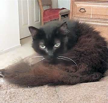 Photo of Shadow (& Chinchilla) [CP]