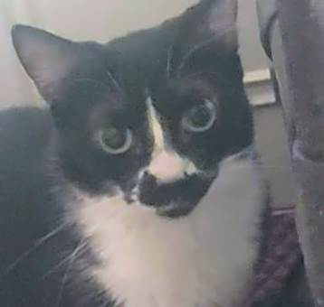 Photo of Willow