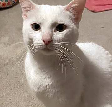 Photo of Luna Moon