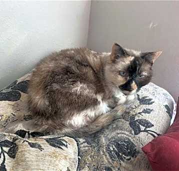 Photo of Willow - Older Siamese Mix/Torti -SHORT Term Fost