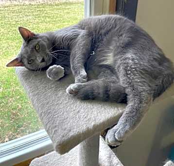 Photo of Platinum