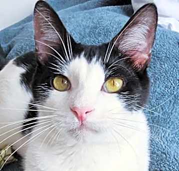 Photo of Pip