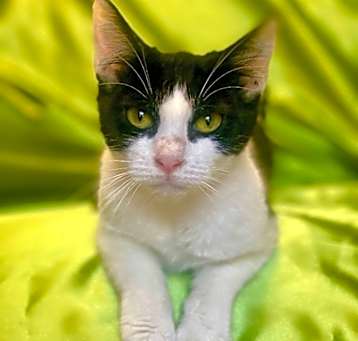 Photo of DOTTIE