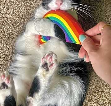 Photo of Bandit - Cat with Character