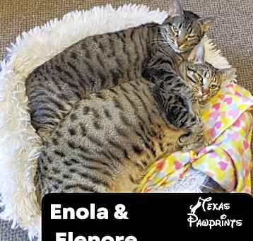 Photo of Bonded Enola & Elenore