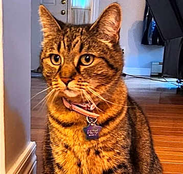 Photo of Jade--Courtesy Post