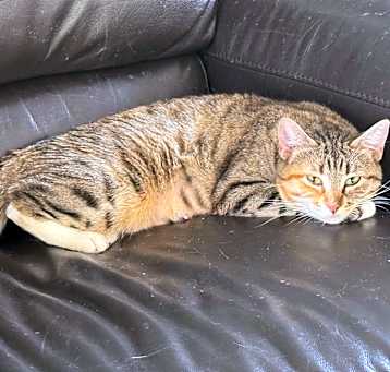 Photo of Bella (158)