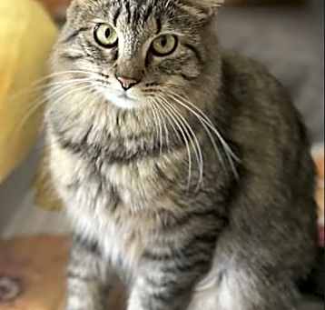 Photo of Bunny (bonded to Miss Mittens)
