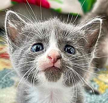 Photo of Custard