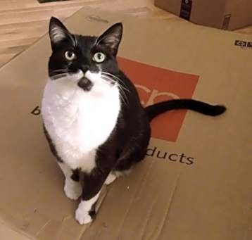 Photo of Mittens
