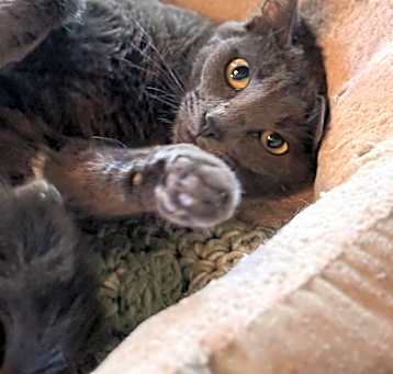 Photo of Sage