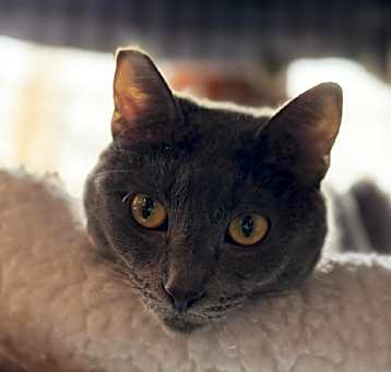 Photo of Lavender