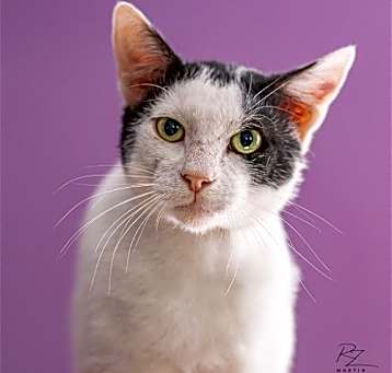 Photo of Dip