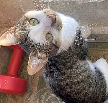 Photo of Biscuit