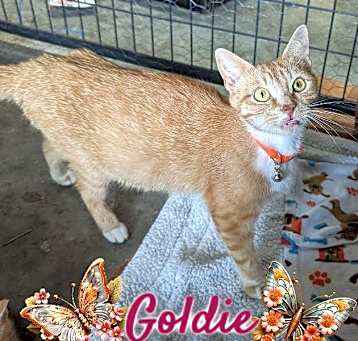Photo of Goldie