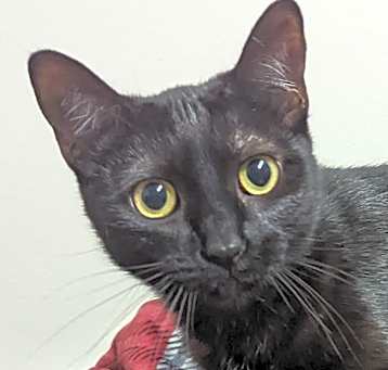 Photo of Moxie