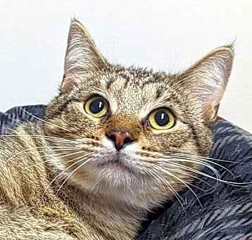 Photo of Fig