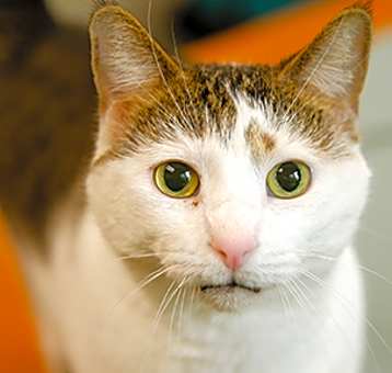 Photo of Twinkle