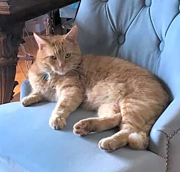 Photo of Goldie -MISSING