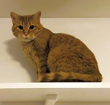 Photo of Nala