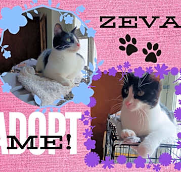 Photo of Zeva