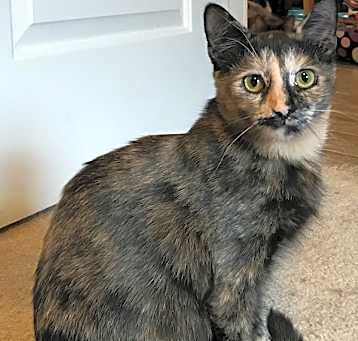 Photo of Trixie