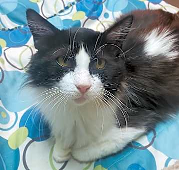 Photo of Black Jack
