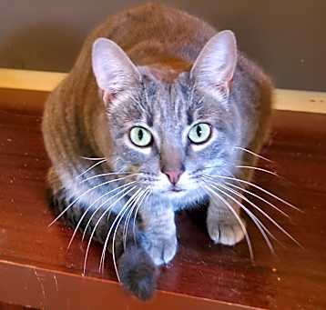 Photo of Fancy