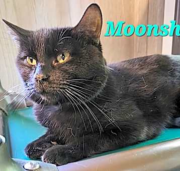 Photo of Moonshadow