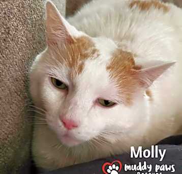 Photo of Molly (Courtesy Post)
