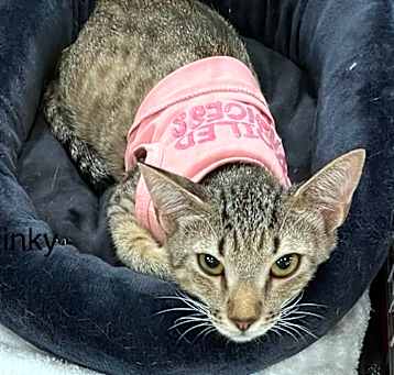 Photo of Slinky