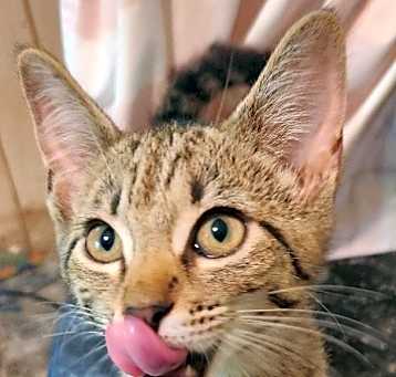 Photo of Gertibelle
