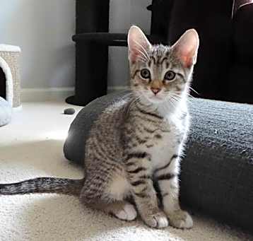 Photo of Comet