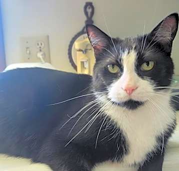 Photo of Archie * In Foster *