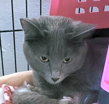 Photo of Gracie