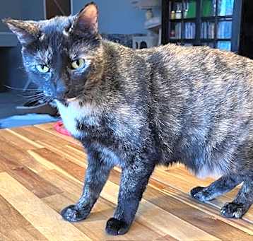 Photo of SWEET SUE