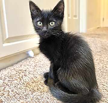 Photo of Mozzarella