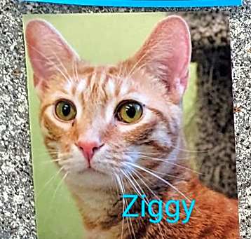 Photo of Ziggy