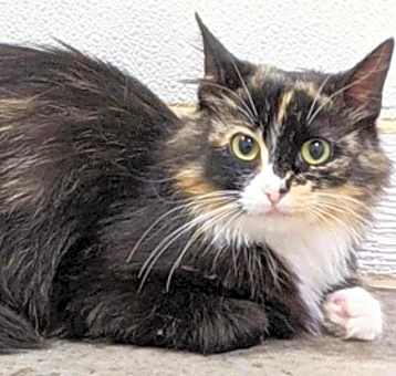 Photo of Agatha