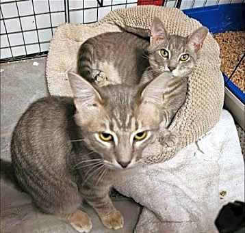 Photo of TNT Tanner and Tucker