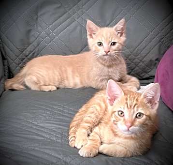 Photo of Purrcy & Buddy