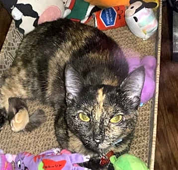 Photo of TORTUGA (COURTESY POST)