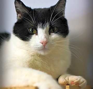 Photo of Plume