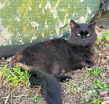 Photo of Oscar - AV
