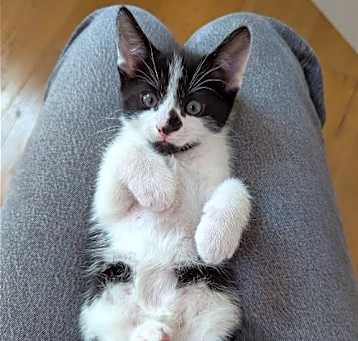Photo of Oreo