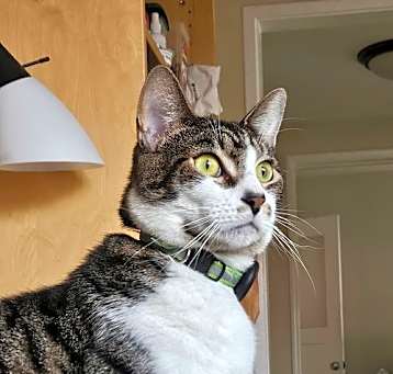Photo of Bruce (Courtesy Post)