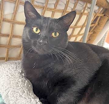 Photo of Betty Boo (Bonded w/Orange Julius)